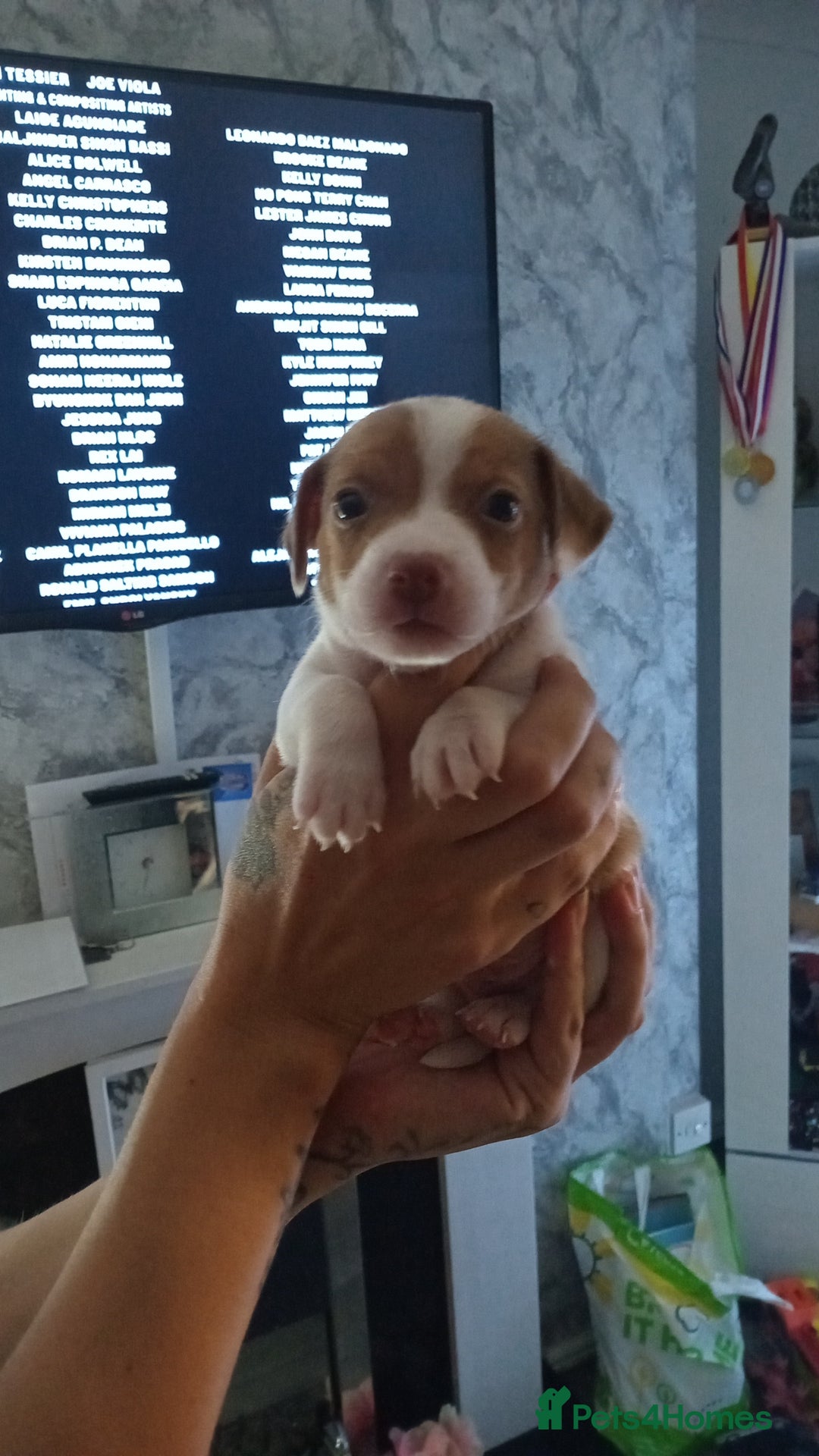Patterjack dogs for sale: Patterjack/jackrussel - Image 5