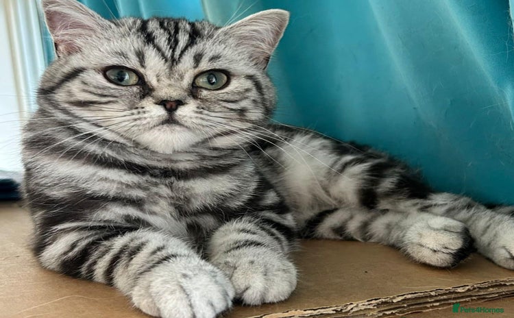 British Shorthair cats - Advert 10