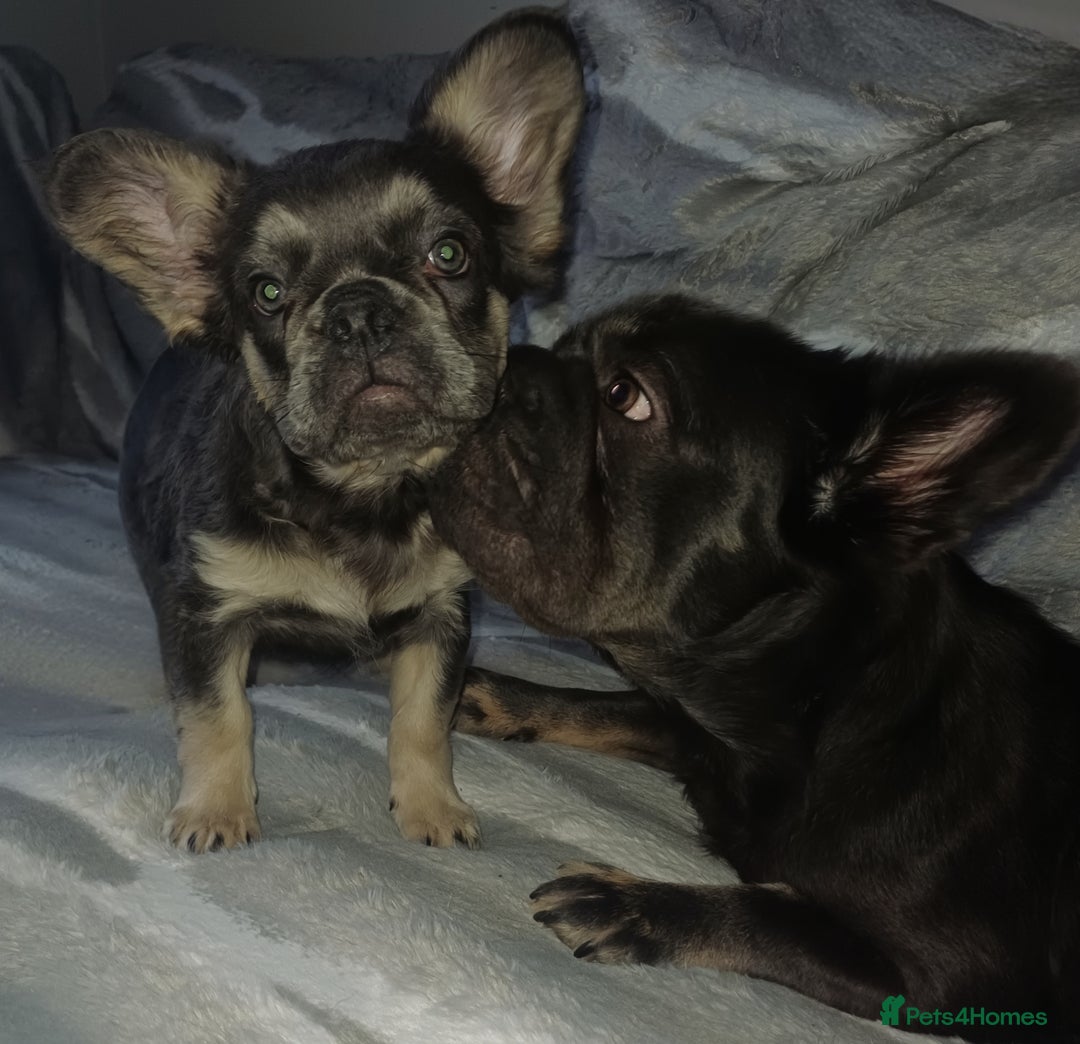 French Bulldog dogs for sale: Bleu – Beautiful Lilac French Bulldog Puppy - Advert 2