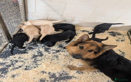 Mixed Breed dogs for sale: Gorgeous Sheprador Puppies  - Image 11