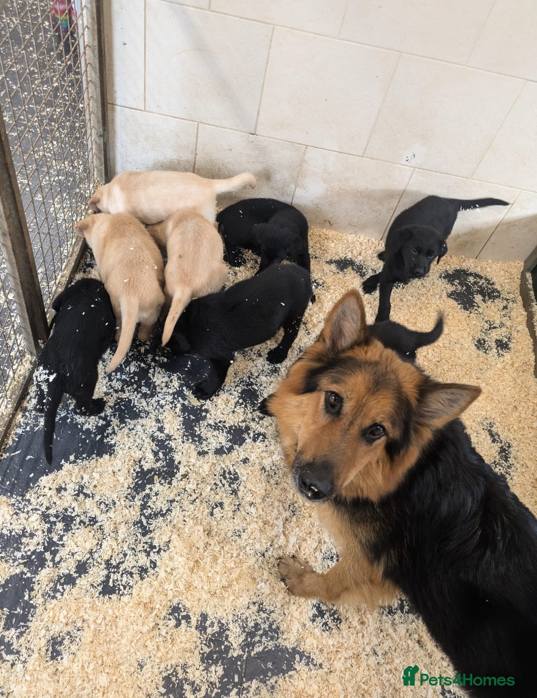 Mixed Breed dogs for sale: Gorgeous Sheprador Puppies  - Image 11