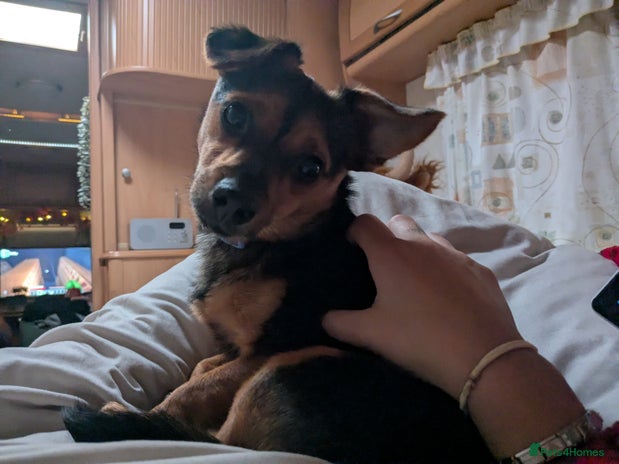 Patterjack dogs Rosie - Advert 1