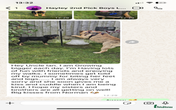 Rottweiler dogs for sale: 🏆(Kc)Champion bloodline Rottweiler puppies. - Image 33