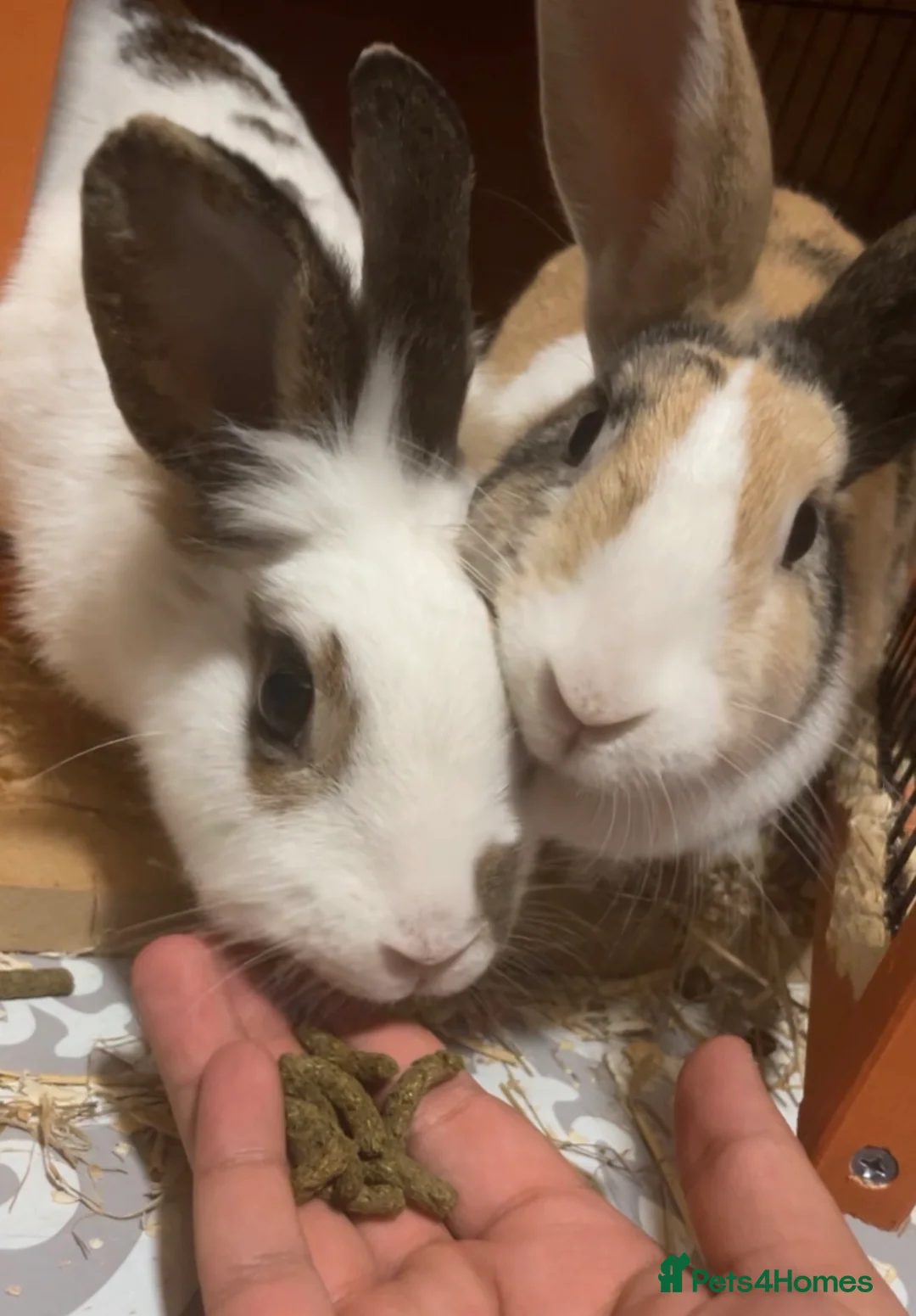 Mixed Breed rabbits for sale: Coco & Poppy - Advert 1