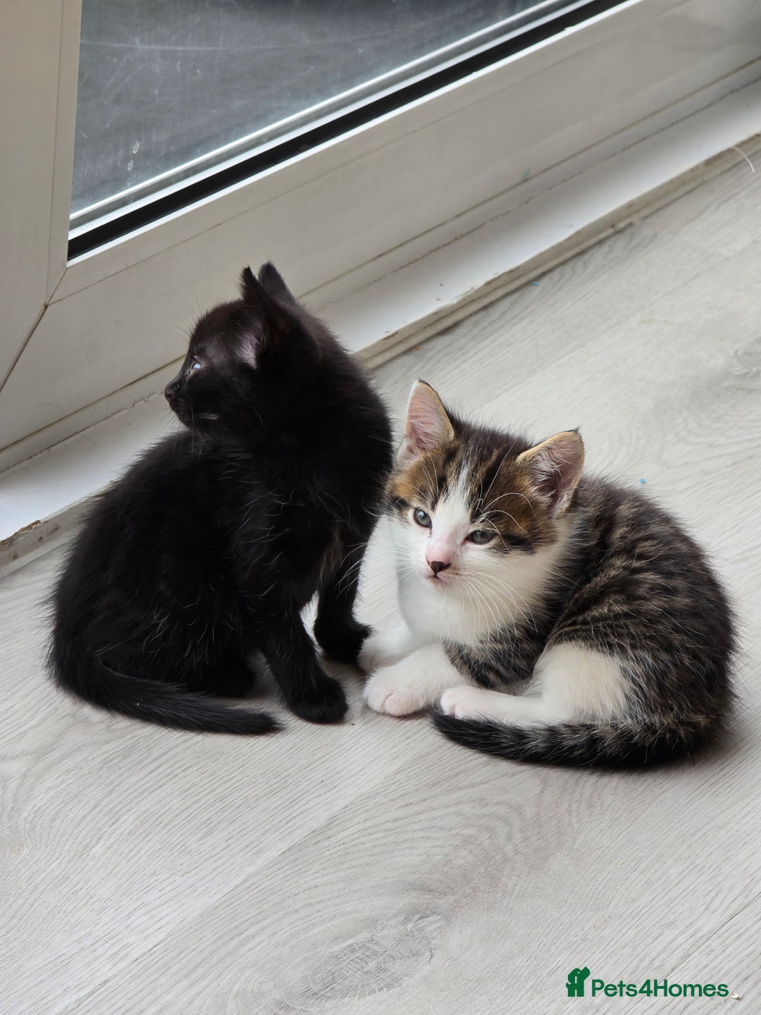 British Shorthair cats for sale: 5 beautiful kittens ready for a new home  - Image 10