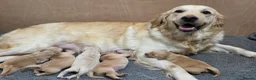 Golden Retriever dogs for sale: 🤍 Golden Retriever Puppies Raised with Love 🐾 - Advert 19