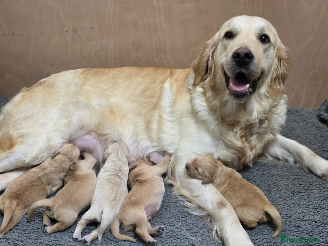 Golden Retriever dogs for sale: 🤍 Golden Retriever Puppies Raised with Love 🐾 - Advert 19