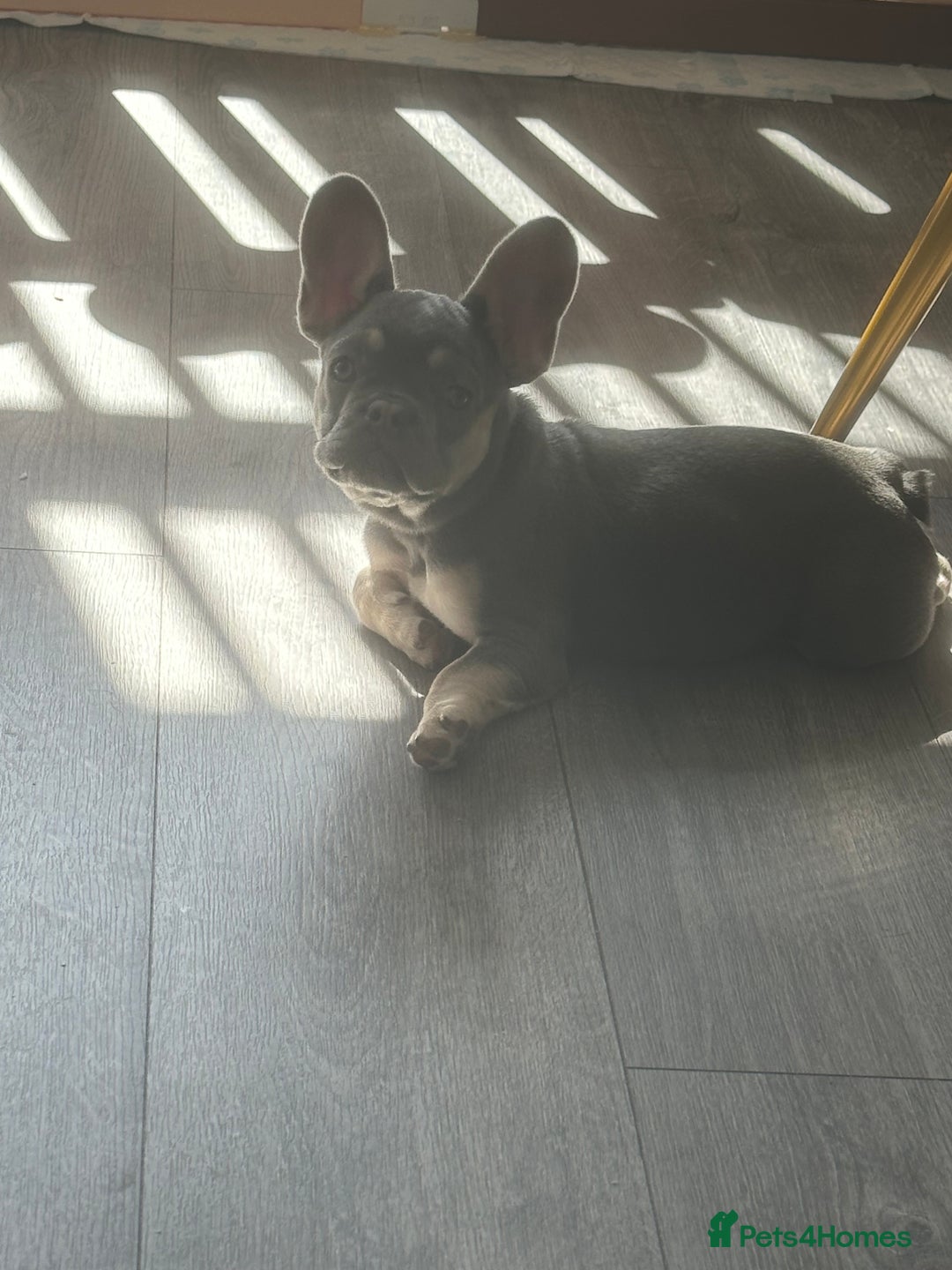 French Bulldog dogs for sale: French Bulldog 1 Fur Baby ‼️PRICE DROP £750‼️ - Image 10