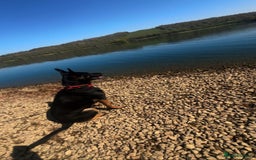 Mixed Breed dogs for sale: Matilda - Image 3