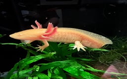 Axolotl reptiles for sale: 2 Beautiful Axolotl Boys Leucistic & Golden Albino - Image 6