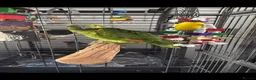 Parrots birds for sale: 10 month old blue fronted amazon in Bournemouth - Advert 4