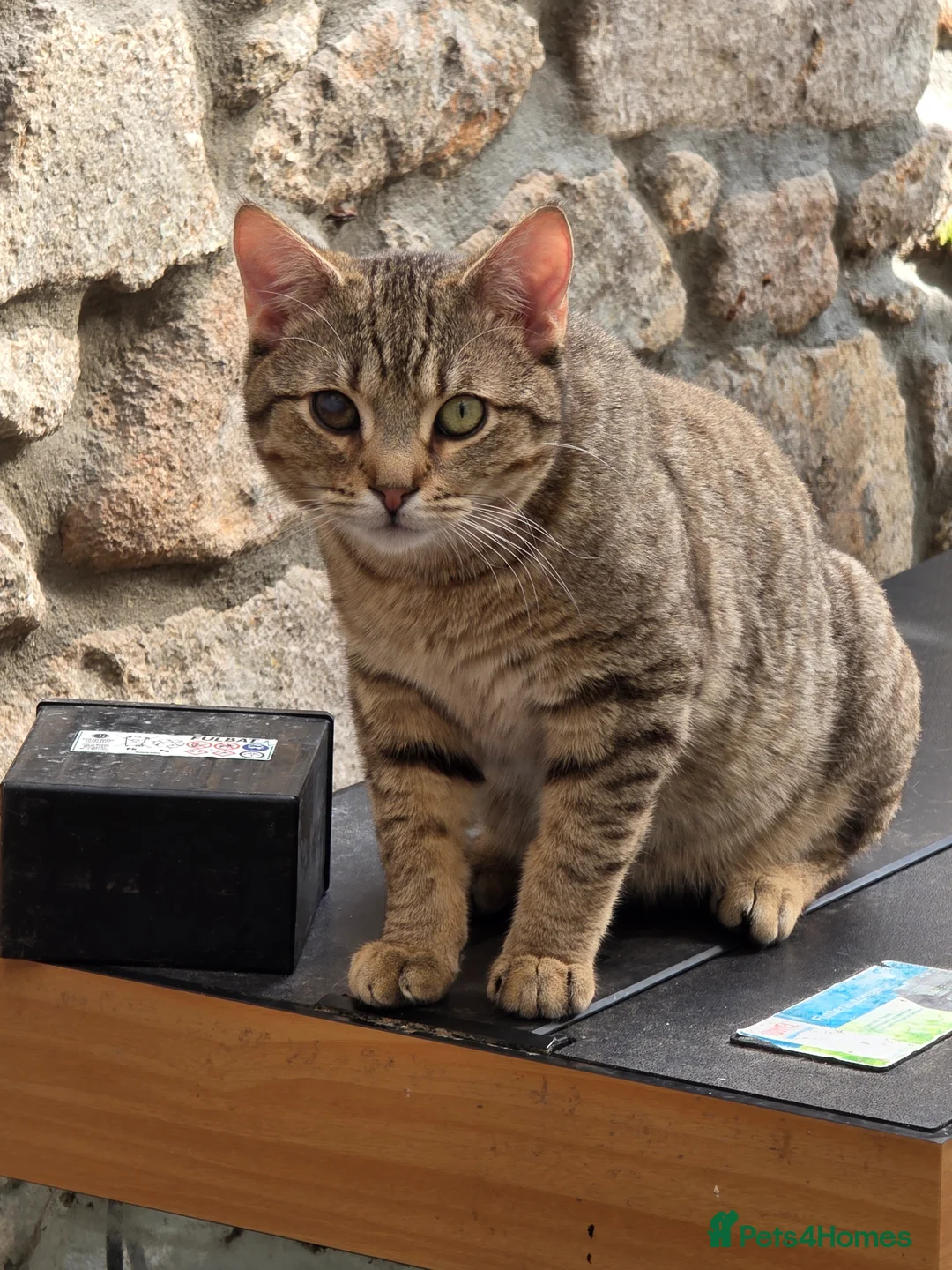 Bengal cats for sale: Bengal cross  in Penzance - Advert 5