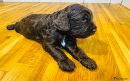 Cockapoo dogs for sale: Chocolate & Chocolate Merle Cockapoo Babies 🐾🐾🐾 - Image 17