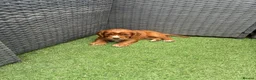 Cocker Spaniel dogs for sale: Red KC cocker spaniel puppies  - Advert 12