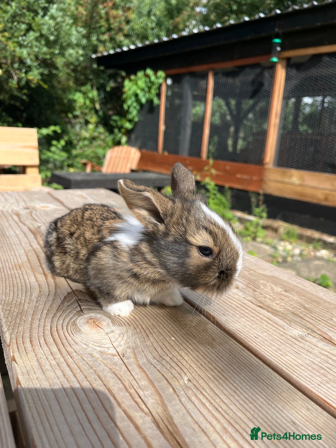 Mini Lion Lop rabbits for sale: Mini lop x Lionhead  - Image 13