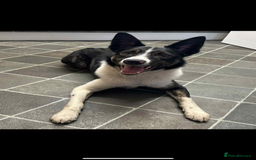 Border Collie dogs for sale: Border collie - Image 1