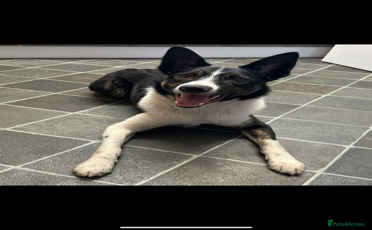 Border Collie dogs - Advert 1