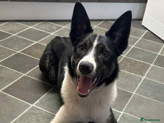 Border Collie dogs - Advert 25