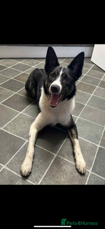 Border Collie dogs - Advert 8
