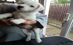 Parson Russell dogs for sale: Parson Russell Terrier boy puppies for sale  - Image 1