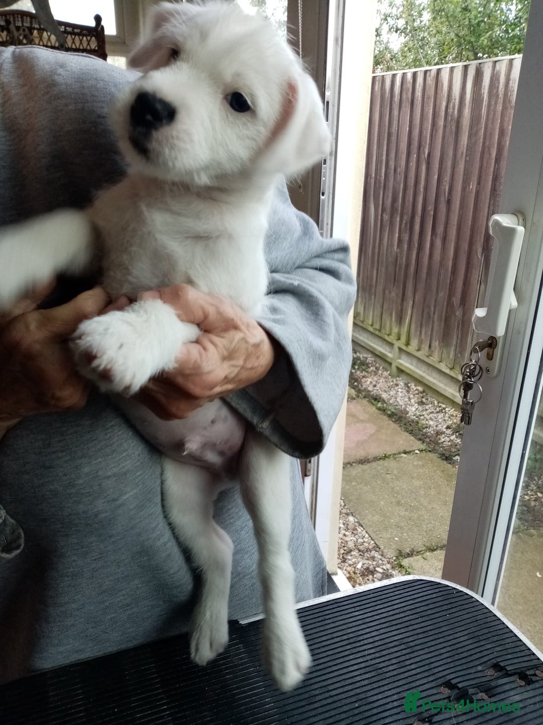 Parson Russell dogs for sale: Parson Russell Terrier boy puppies for sale  - Image 1