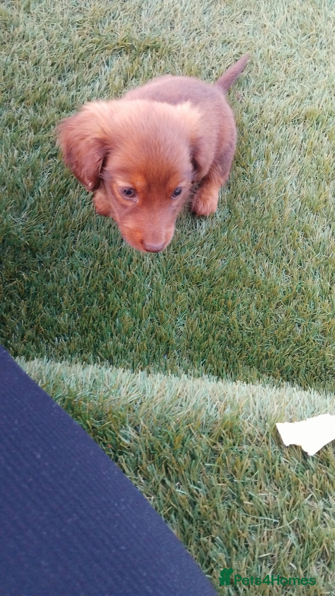 Miniature Dachshund dogs for sale: Daschund  - Image 8