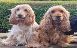 Cocker Spaniel dogs for sale: Pedigree English Show Cocker Spaniel Puppies - Image 6