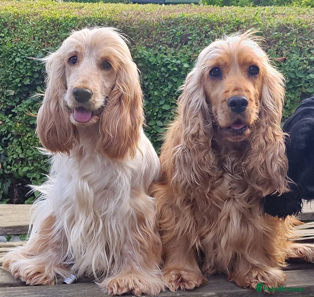 Cocker Spaniel dogs for sale: Pedigree English Show Cocker Spaniel Puppies - Image 6
