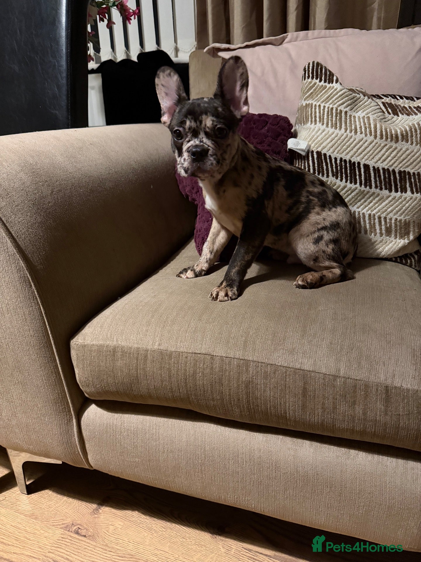 French Bulldog dogs French bulldogs for sale  - Advert 2