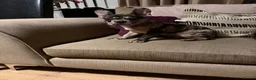 French Bulldog dogs for sale: French bulldogs for sale  - Advert 2