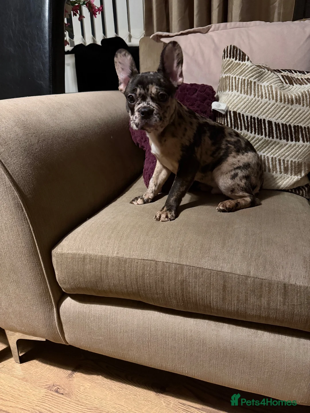 French Bulldog dogs for sale: French bulldogs for sale  - Advert 2