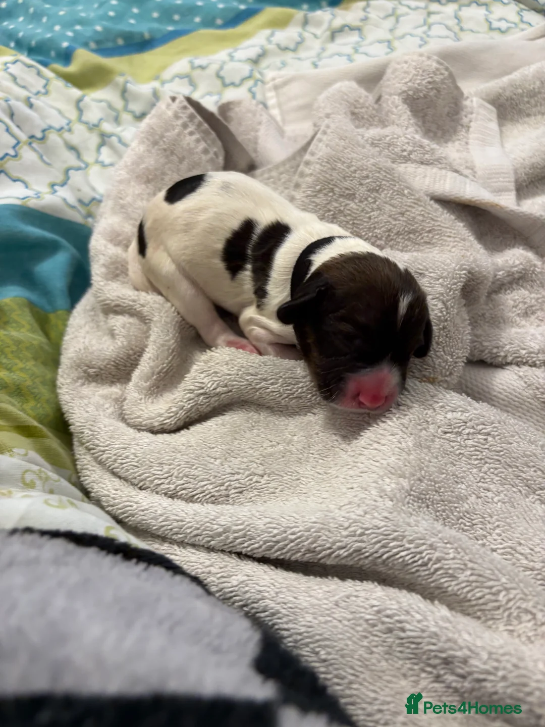 English Springer Spaniel dogs for sale: Spaniel puppies for sale  - Advert 8