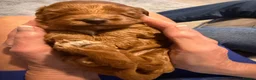 Cockapoo dogs for sale: 2 cockapoo  - Advert 3