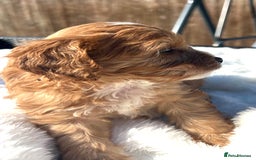 Cavapoo dogs for sale: ⭐️ Black & Tan Female Toy Cavapoo ⭐️ - Image 18