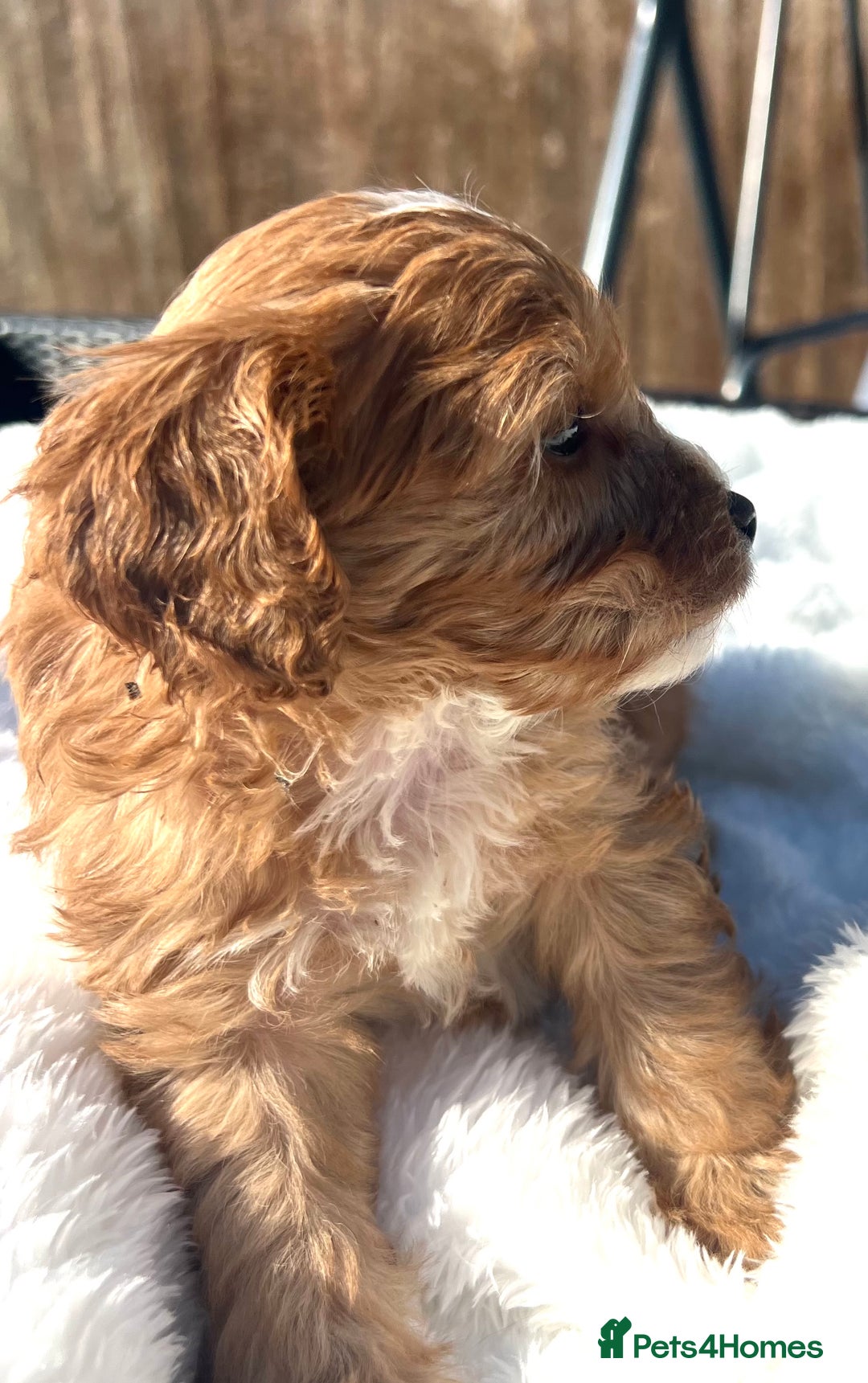 Cavapoo dogs for sale: ⭐️ Black & Tan Female Toy Cavapoo ⭐️ - Image 18