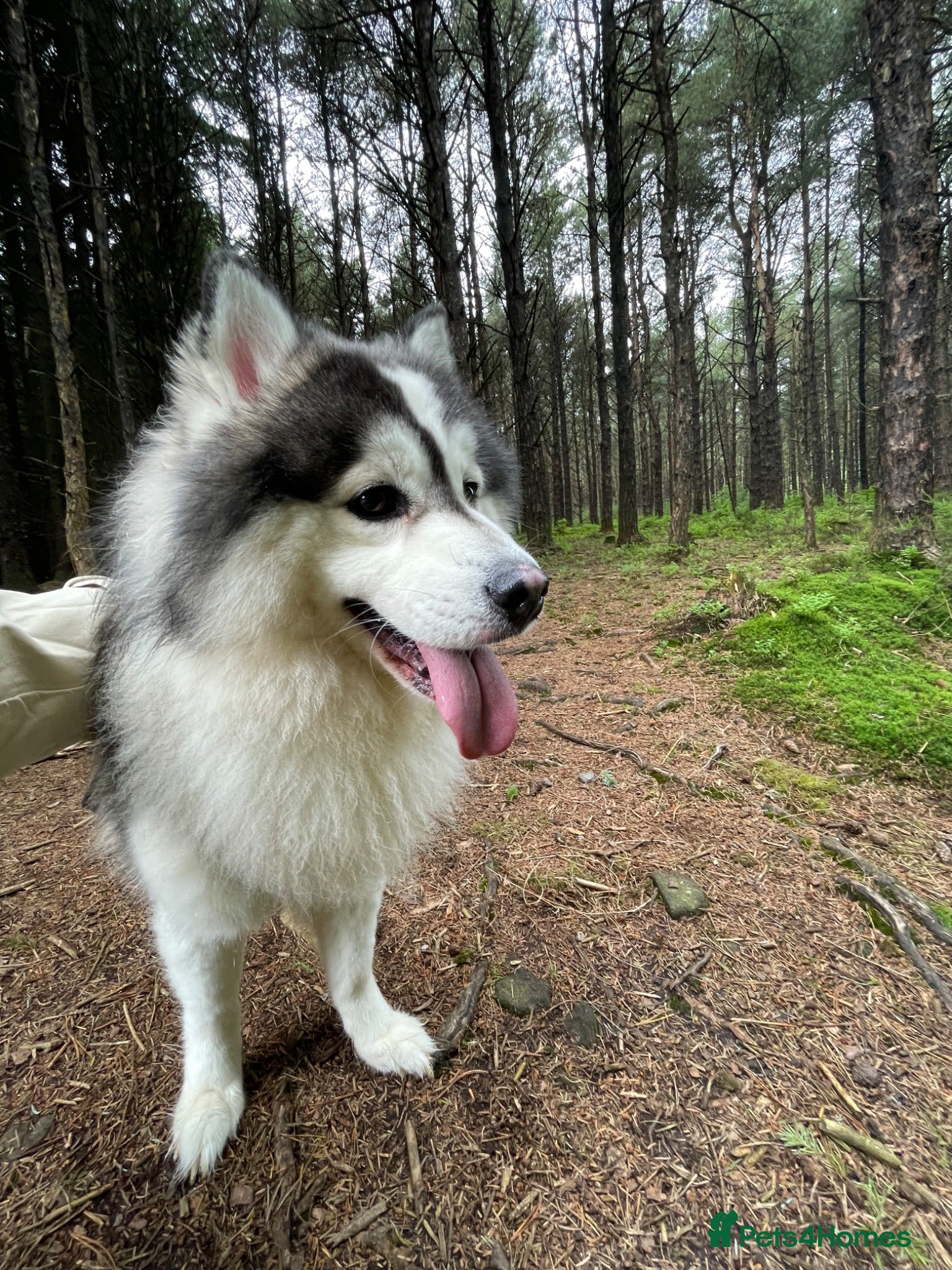 Pomsky dogs POMSKY STUD USA BLOODLINE RARE BLUE - Advert 16