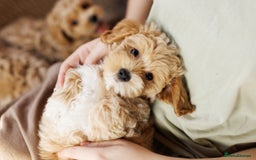 Maltipoo dogs for sale: Gorgeous Maltipoo Puppies – 3 Boys & 3 Girls - Image 13