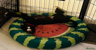 Mixed Breed dogs F1 whippet x bedlington  - Advert 12