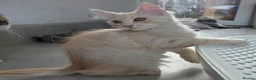Maine Coon cats for sale: Rare Colour 3/4 Maincoon Ragdoll Mix Kitten - Advert 25