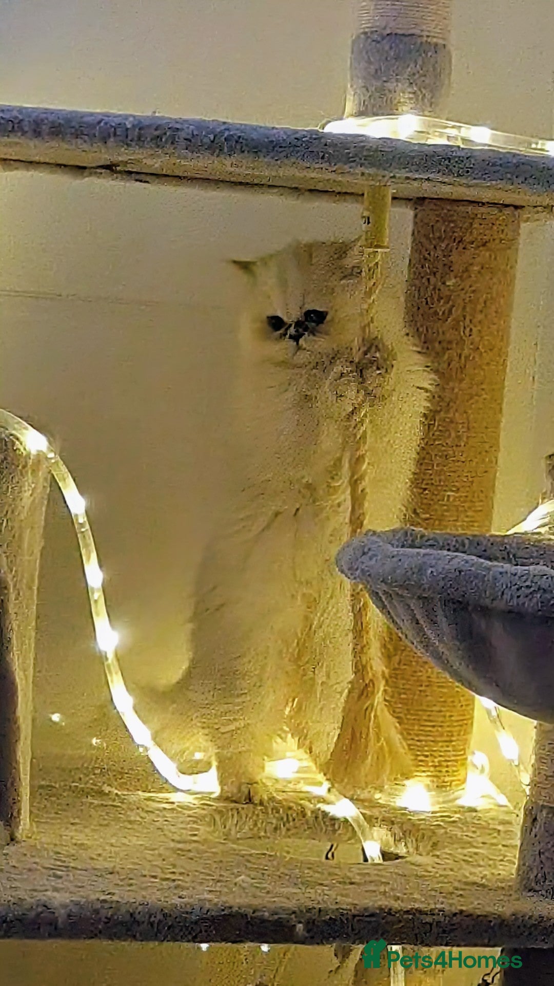 Persian cats 🍁Shaded Persian kittens ready now - Advert 5