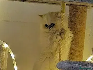 Persian cats 🍁Shaded Persian kittens ready now - Advert 5