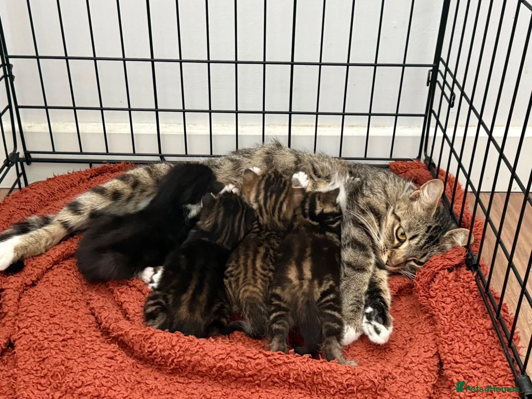 Domestic Shorthair cats for sale: Beautiful little of four - Advert 1