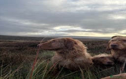 Hungarian Vizsla dogs for sale: Hungarian Wire Haired Vizsla  - Image 4