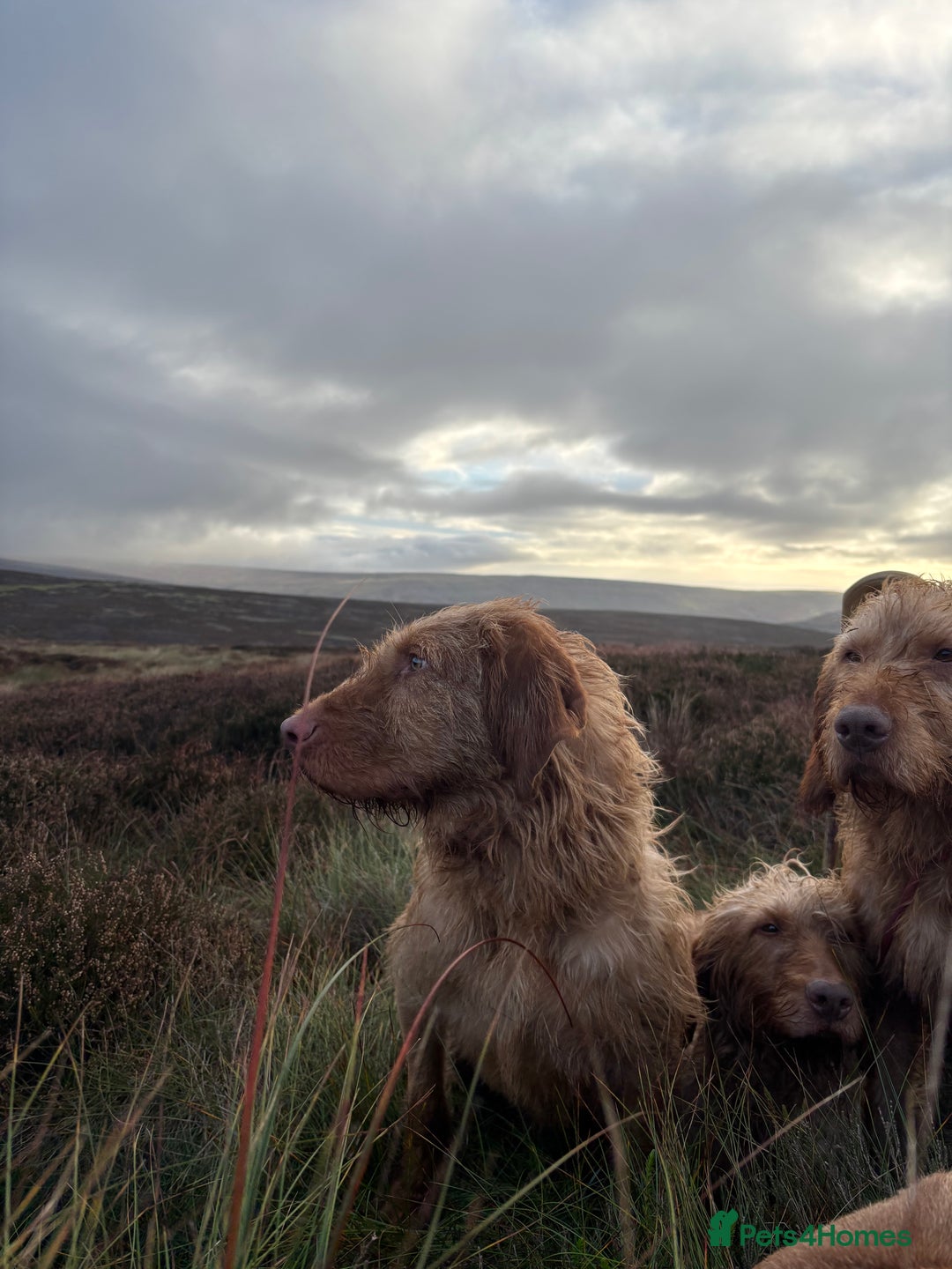 Hungarian Vizsla dogs for sale: Hungarian Wire Haired Vizsla  - Image 4