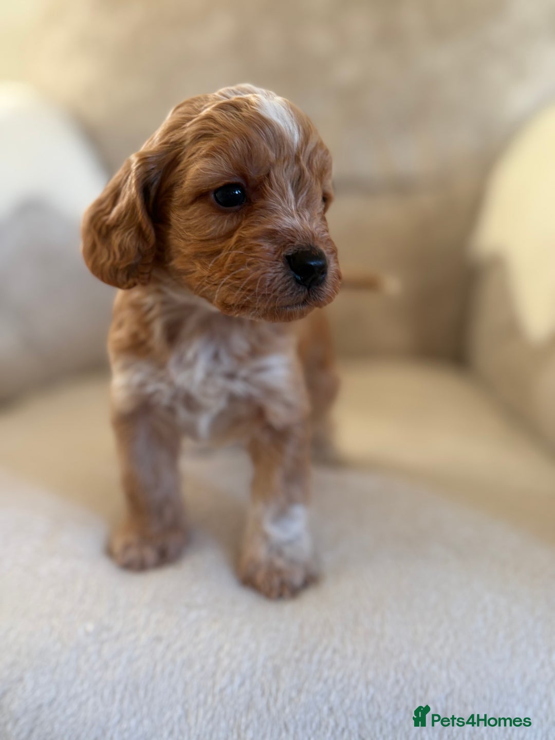 Cockapoo dogs for sale: F1 Cockapoo puppies - Advert 16