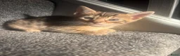 Bengal cats for sale: 🐾Stunning Bengal Kittens ready for Loving Homes🐾 - Advert 26
