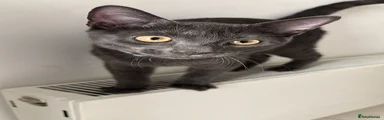 Aladna