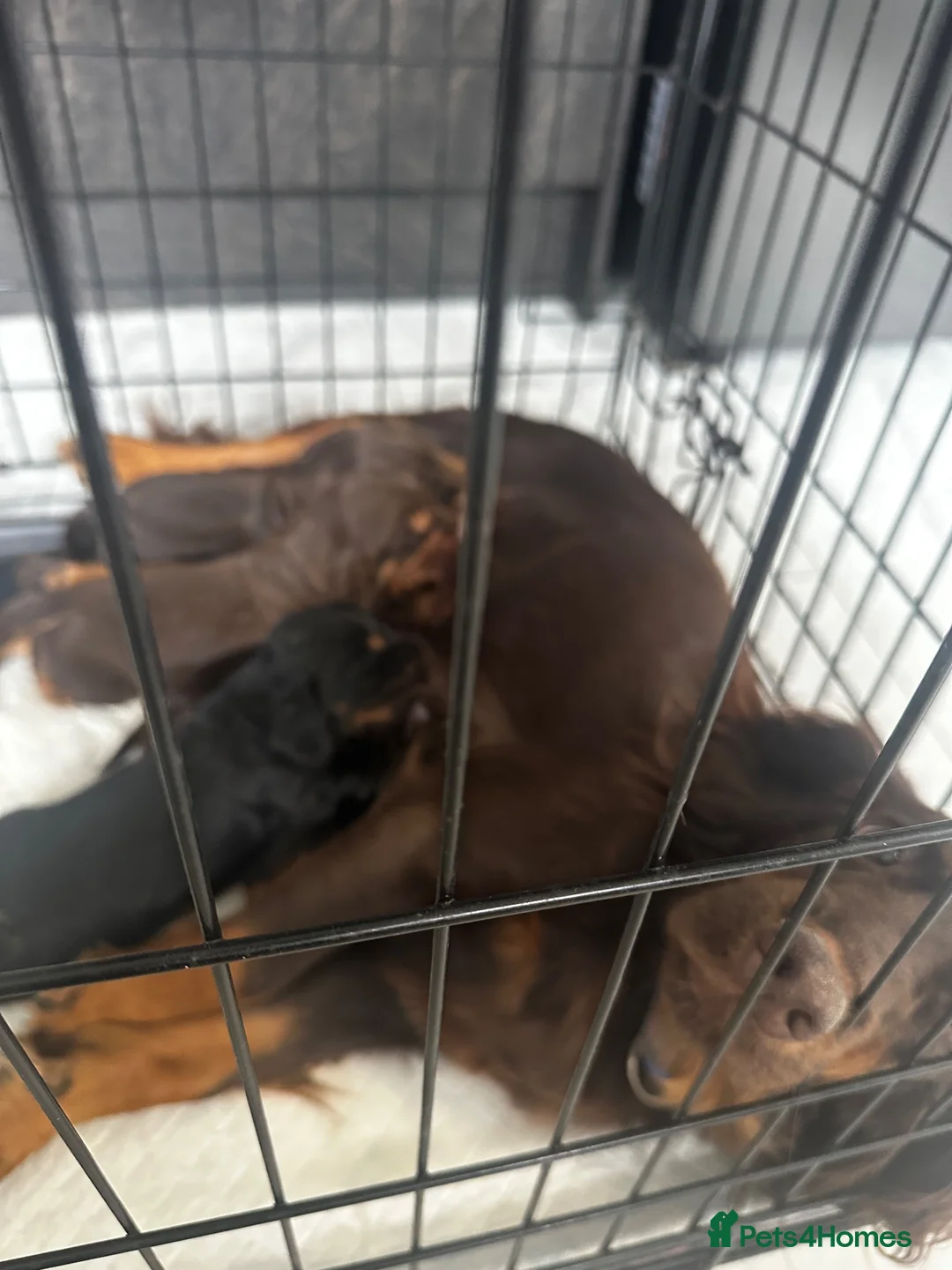 Cocker Spaniel dogs for sale: Litter of 5  gorgeous Cocker Spaniel puppies  in Dunfermline - Advert 2