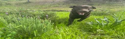 Labrador Retriever dogs for sale: Big Bear Looking to give Hugs - Advert 3