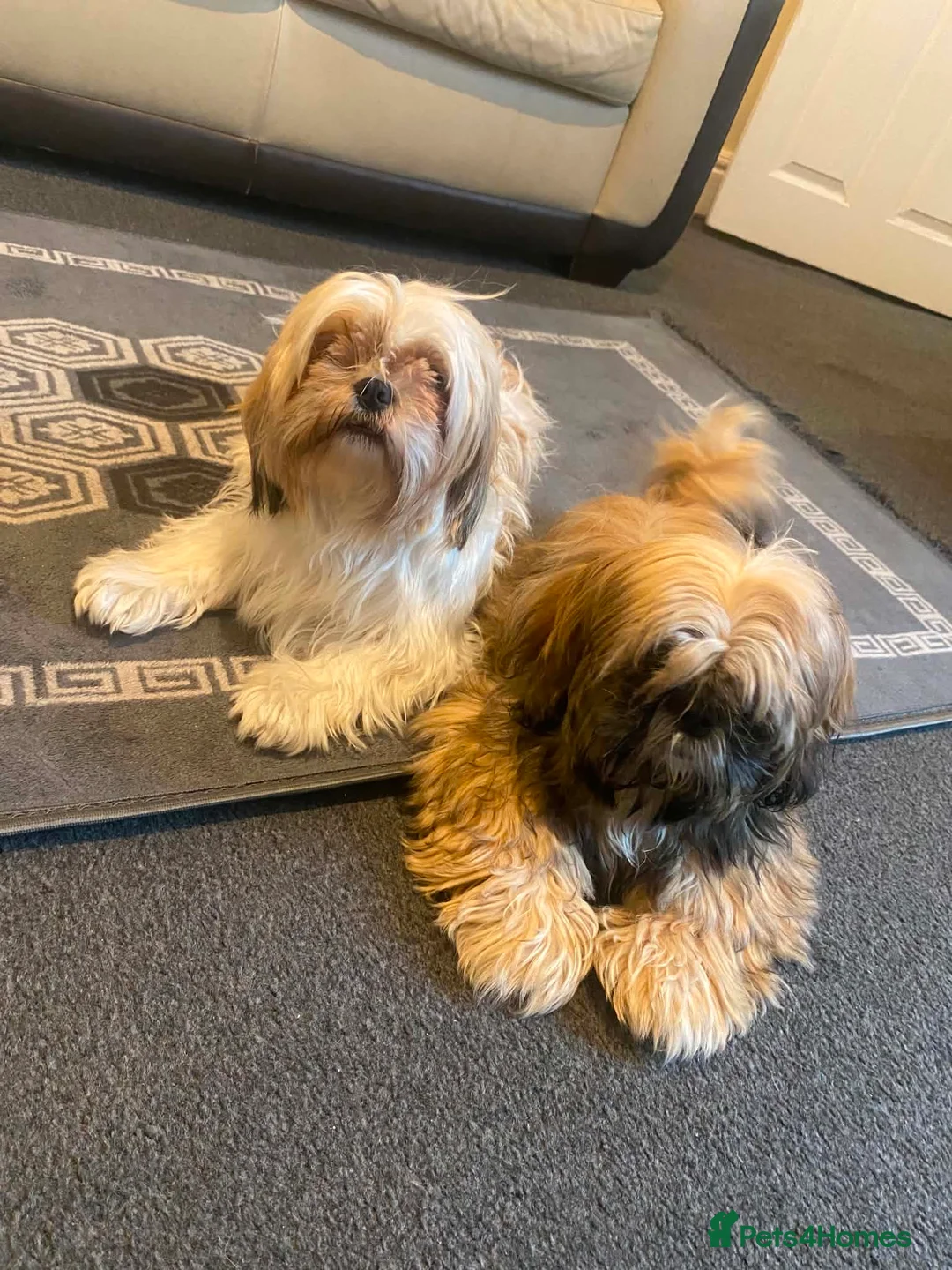 Shih Tzu dogs for sale: Shih Tzu in Nelson - Advert 2